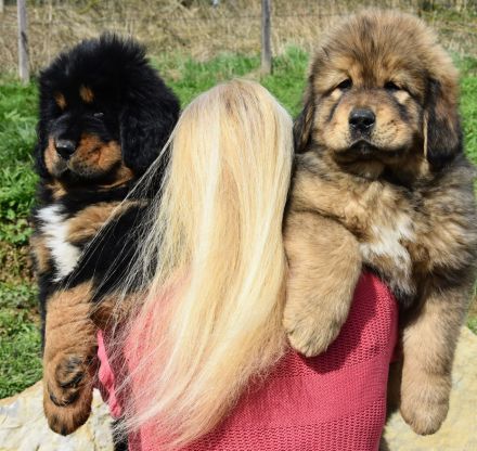 Do-Khyi from top of the world