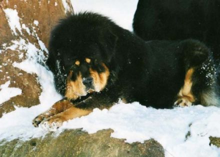 Do-Khyi from top of the world