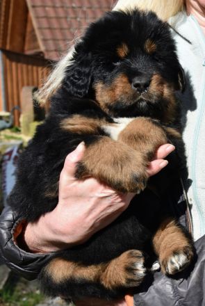 Do-Khyi from top of the world