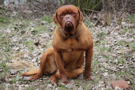 The Red Giants of Beuden