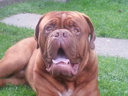 The Red Giants of Beuden