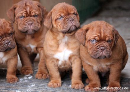 The Red Giants of Beuden