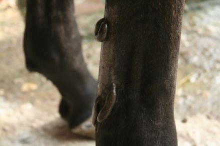 Tierheilpraktikerin Jacqueline Künstler