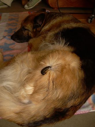 Tierheilpraktikerin Jacqueline Künstler