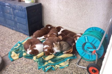 from the hercynia mountain