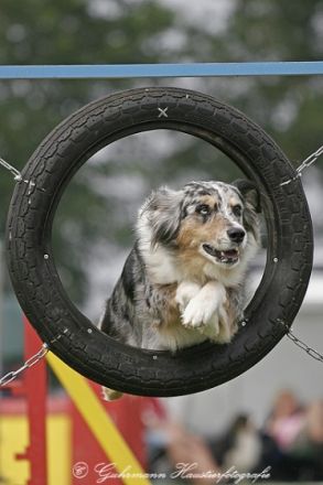 from the hercynia mountain