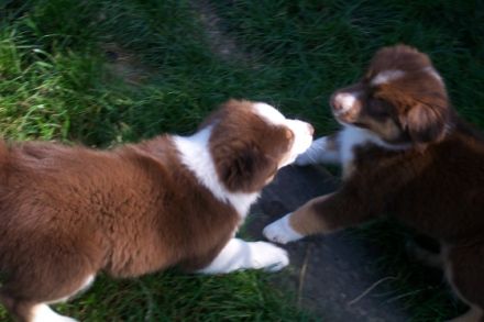 from the hercynia mountain