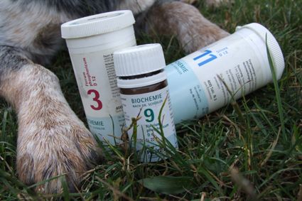 Tiernaturheilkundeschule Vock - Tierheikpraktikerausbildung