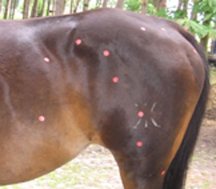 Tiernaturheilkundeschule Vock - Tierheikpraktikerausbildung