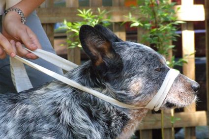 Tiernaturheilkundeschule Vock - Tierheikpraktikerausbildung