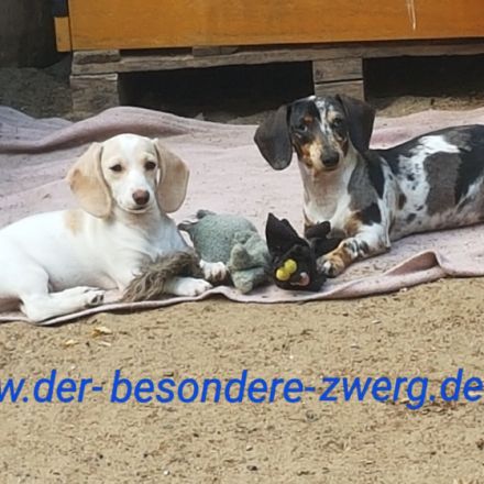 der besondere Zwerg
