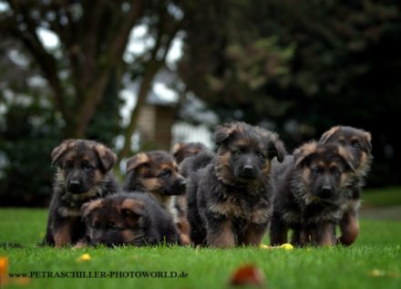 von der Königsgarde