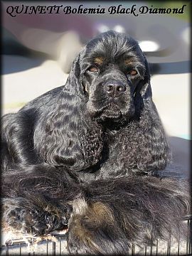 Bohemia Black Diamond