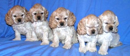 Bohemia Black Diamond