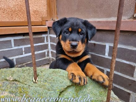 Les Gardiens de l’Esprit Hardi