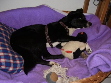 Doc Doolittle Ranch- Die Tieroase auf Föhr