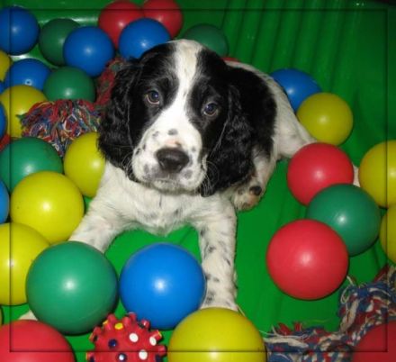 Aus der Kätchenstadt