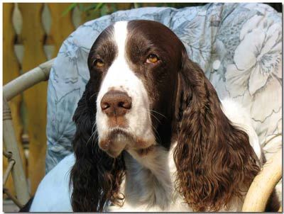 Aus der Kätchenstadt