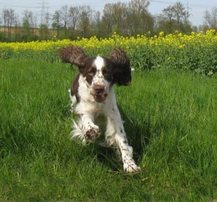 Aus der Kätchenstadt