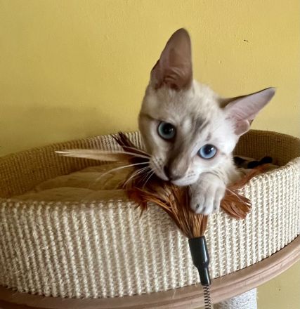 Cattery von der Loreley
