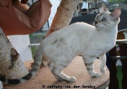 Cattery von der Loreley