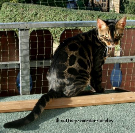 Cattery von der Loreley