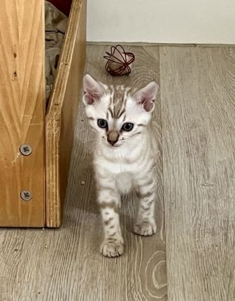 Cattery von der Loreley