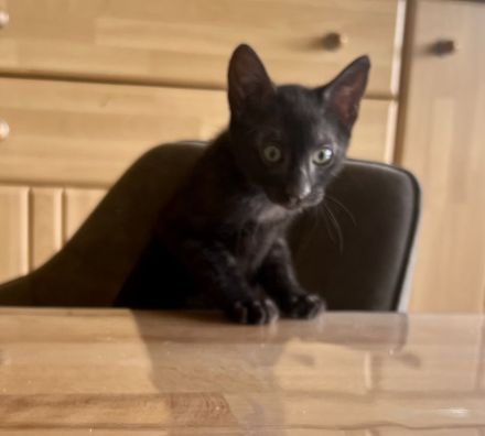 Cattery von der Loreley