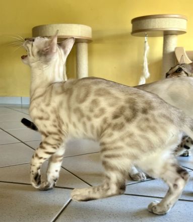 Cattery von der Loreley
