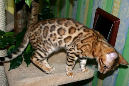 Cattery von der Loreley