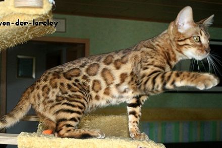 Cattery von der Loreley