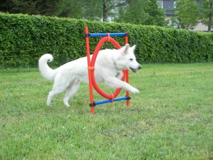 Mobile Hundeschule Bütgenbach