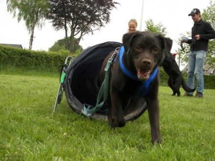 Mobile Hundeschule Bütgenbach