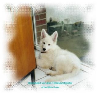 of invicta White Roses