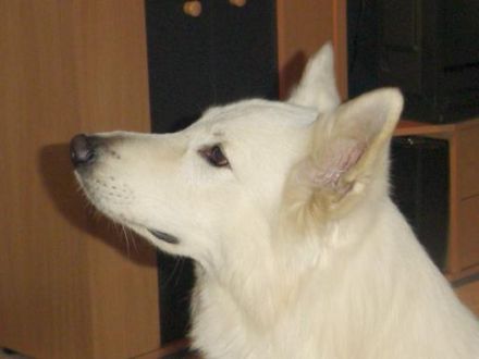 of invicta White Roses