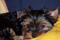 vom Schloß Moritzburg