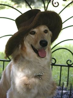 Exklusive Hundepension