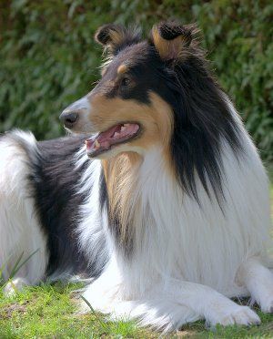 Flash von Camperville