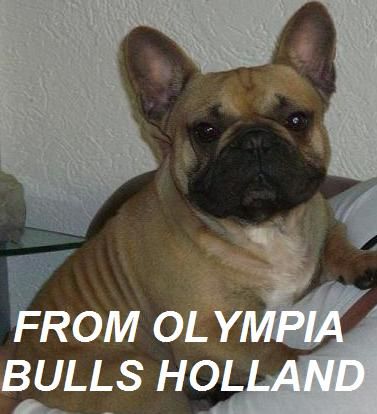 From Olympia Bull's