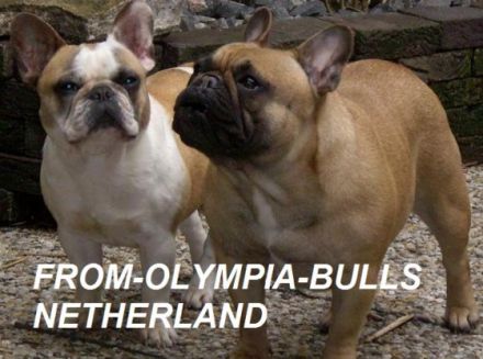 From Olympia Bull's