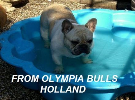 From Olympia Bull's