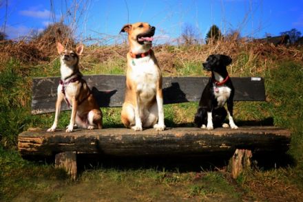 Hundeschule/Welpenschule Hunderosa