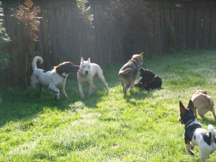 kunterbunte Hundekita