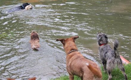 Pfotenranch Sellmecke