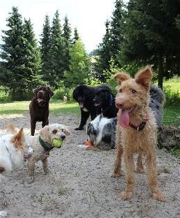 Pfotenranch Sellmecke