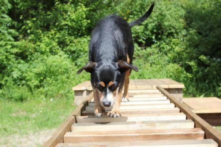 Pfotenranch Sellmecke