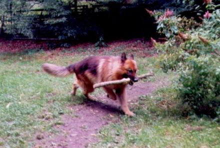 Hundepension Plettenberg