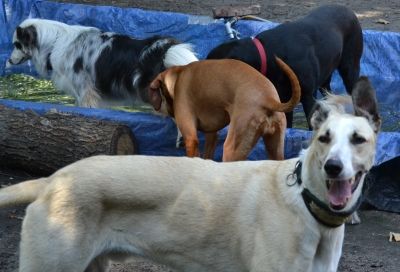 Canidos Hundezentrum