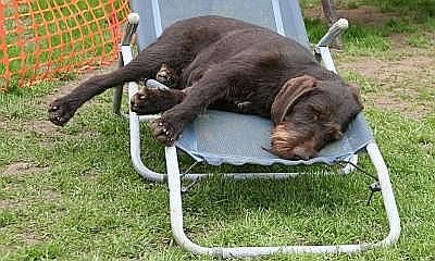 Canidos Hundezentrum