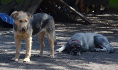 Canidos Hundezentrum